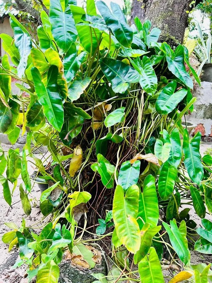 Marari Salt And Pepper Homestay Mararikulam