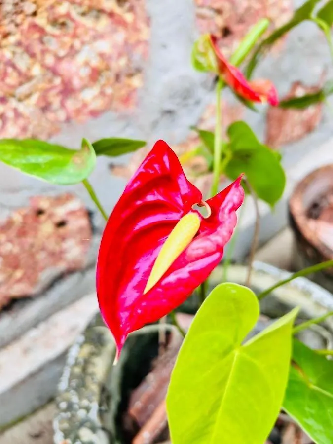 Marari Salt And Pepper Homestay Mararikulam